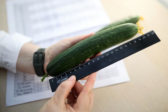 Russia Agriculture Vegetables Growing