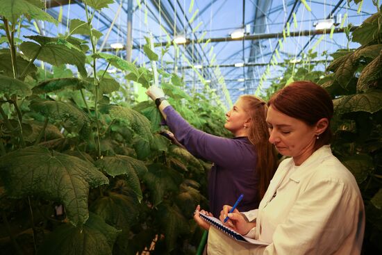 Russia Agriculture Vegetables Growing
