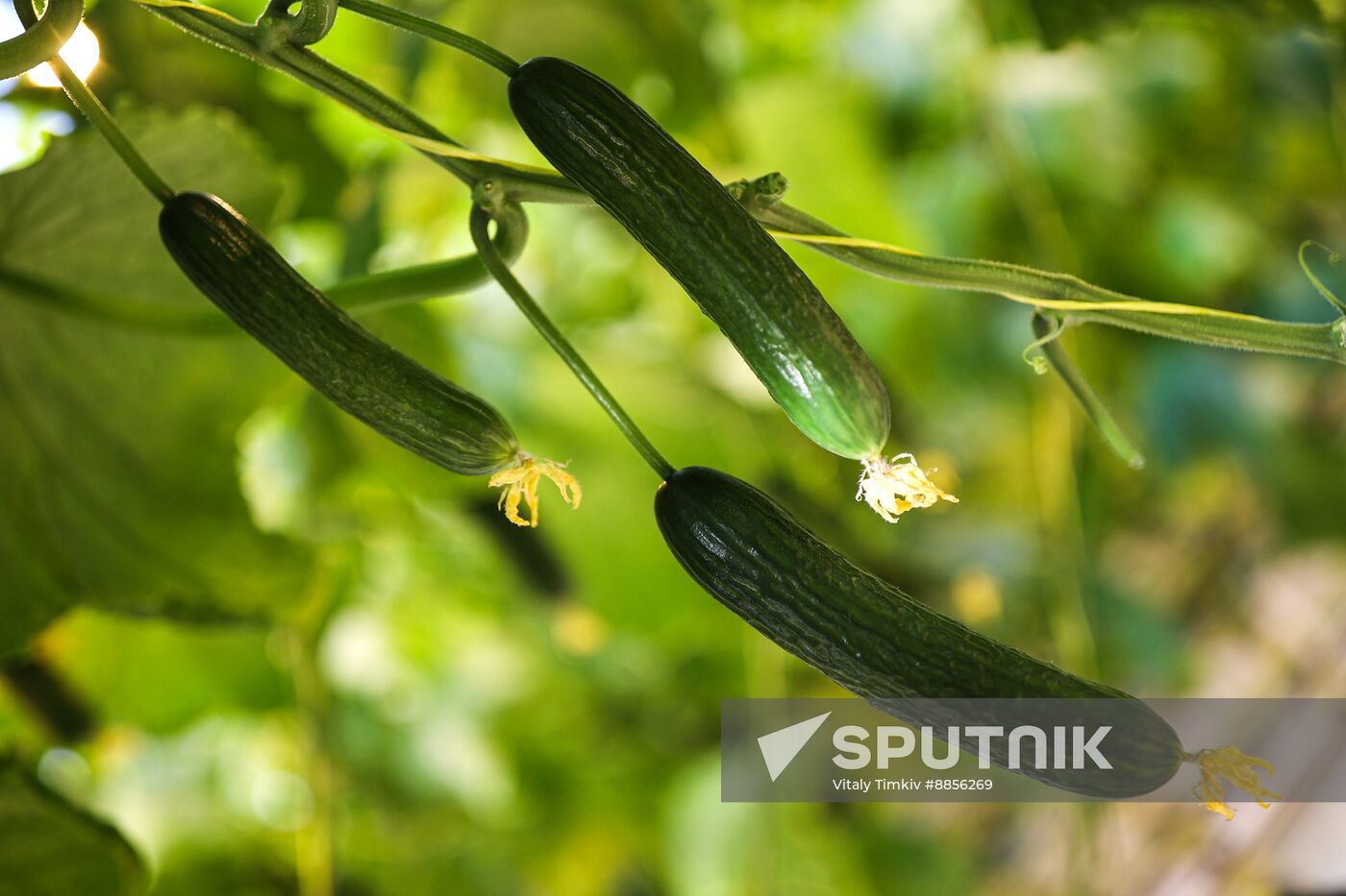 Russia Agriculture Vegetables Growing
