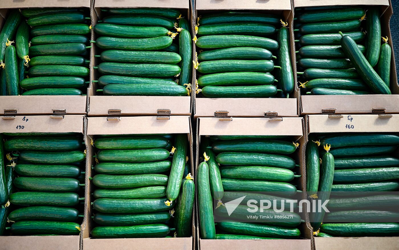 Russia Agriculture Vegetables Growing