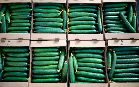 Russia Agriculture Vegetables Growing