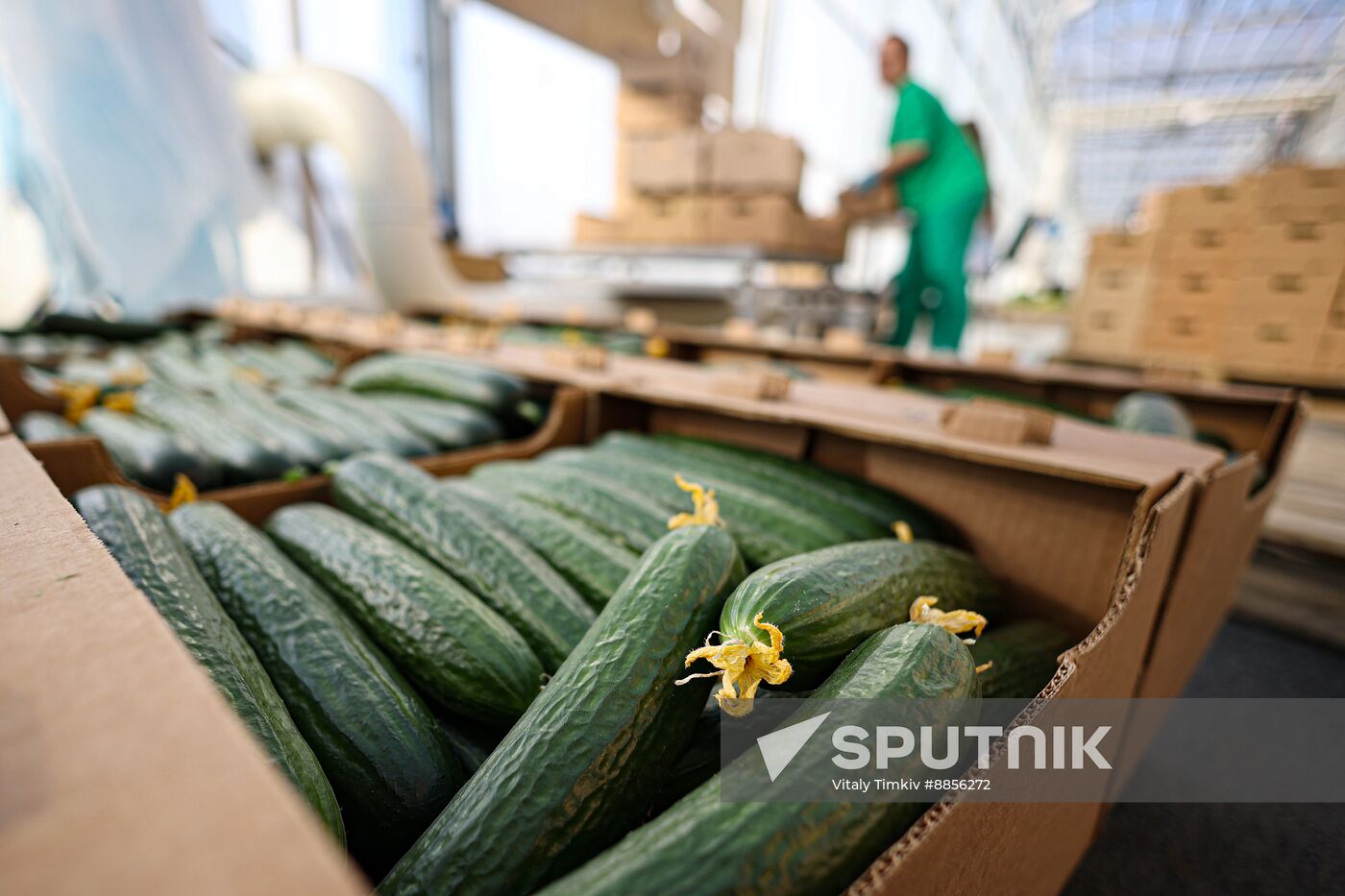Russia Agriculture Vegetables Growing