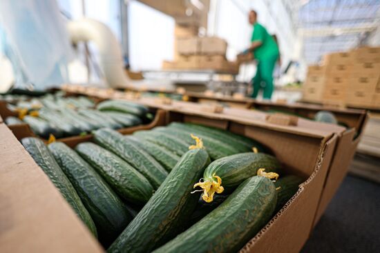 Russia Agriculture Vegetables Growing
