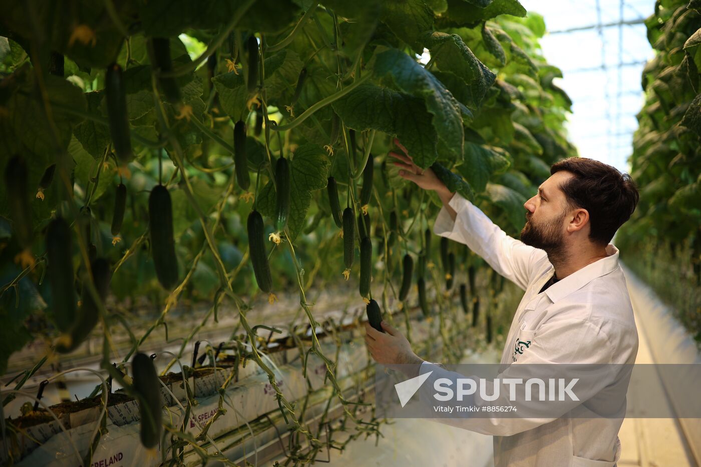 Russia Agriculture Vegetables Growing
