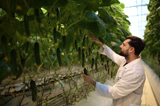 Russia Agriculture Vegetables Growing