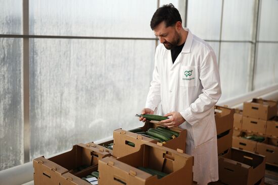 Russia Agriculture Vegetables Growing