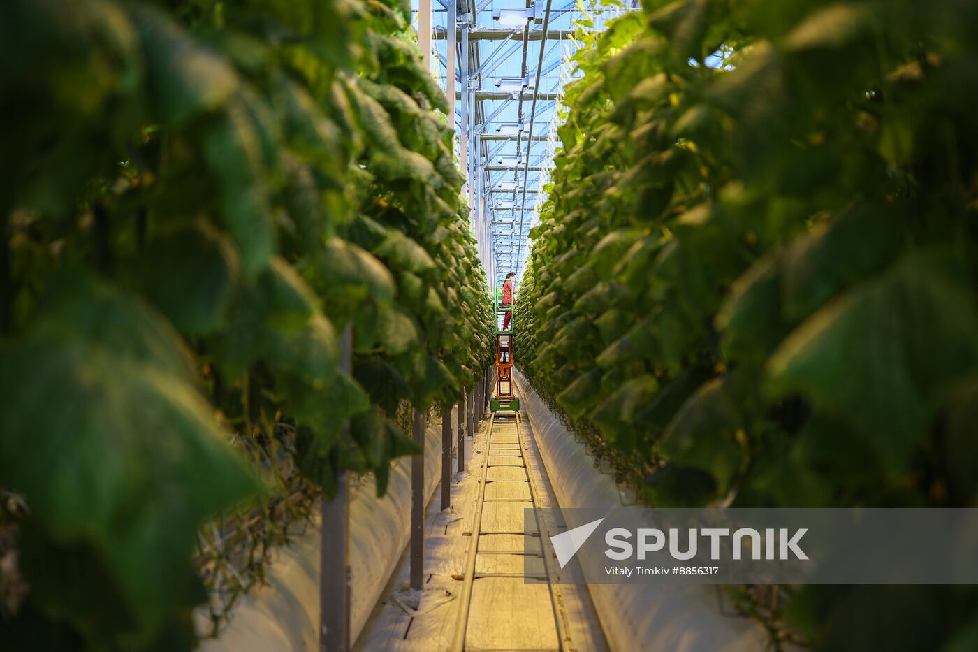 Russia Agriculture Vegetables Growing