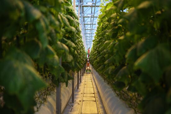 Russia Agriculture Vegetables Growing