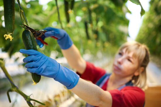 Russia Agriculture Vegetables Growing