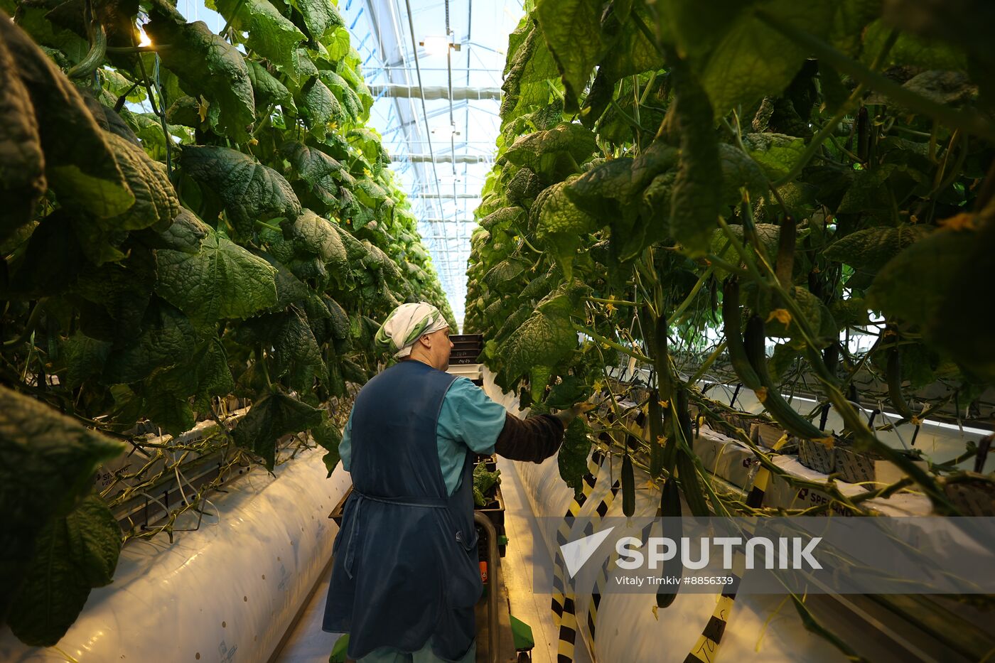 Russia Agriculture Vegetables Growing
