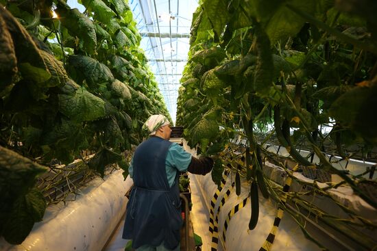Russia Agriculture Vegetables Growing