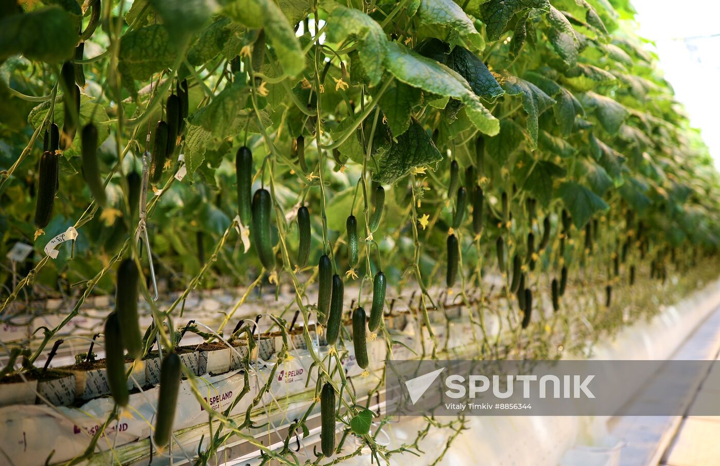 Russia Agriculture Vegetables Growing