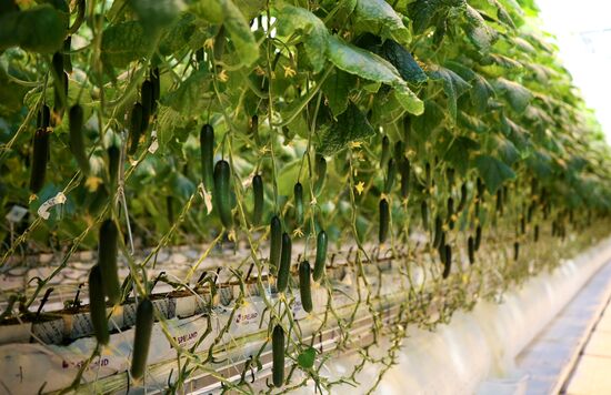 Russia Agriculture Vegetables Growing