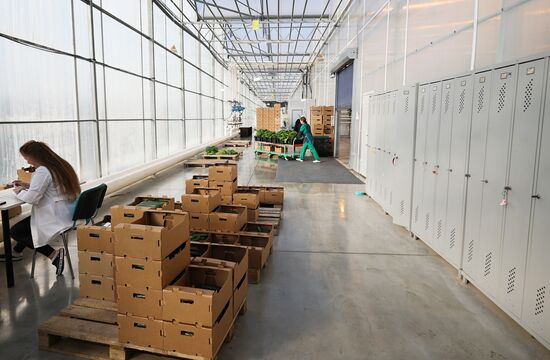 Russia Agriculture Vegetables Growing