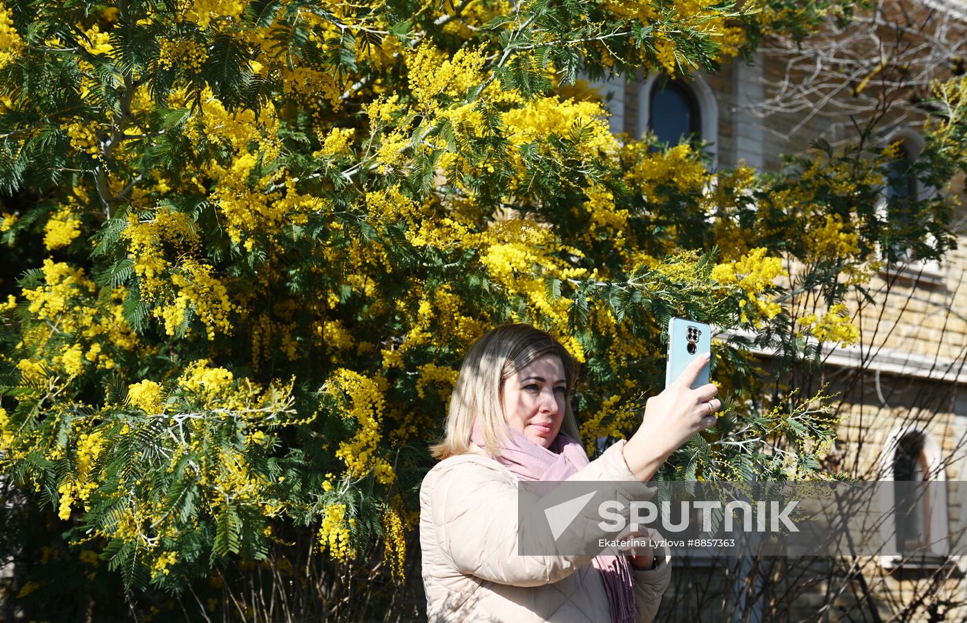 Russia Environment Mimosa Bloom