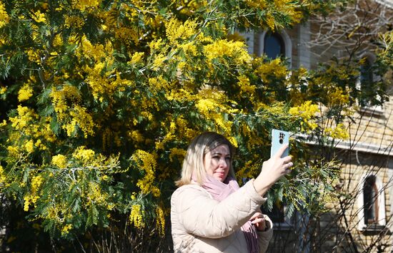 Russia Environment Mimosa Bloom