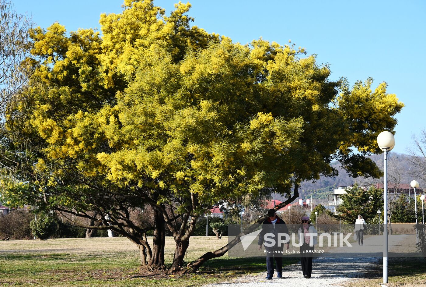 Russia Environment Mimosa Bloom