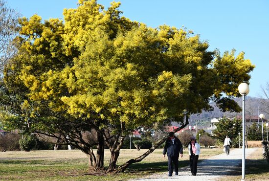 Russia Environment Mimosa Bloom