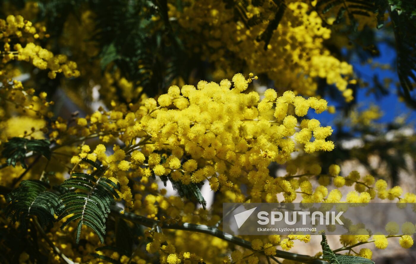 Russia Environment Mimosa Bloom