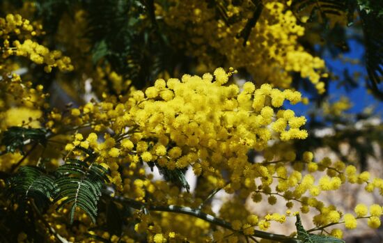 Russia Environment Mimosa Bloom