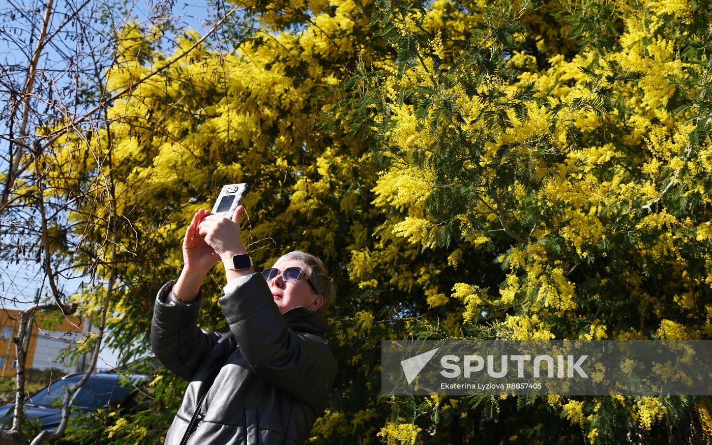 Russia Environment Mimosa Bloom