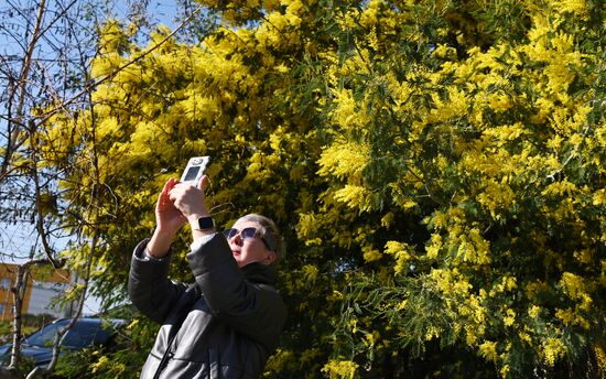 Russia Environment Mimosa Bloom