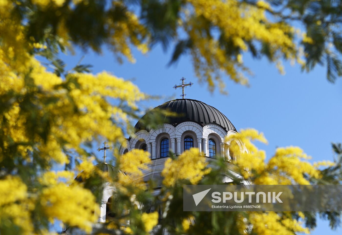 Russia Environment Mimosa Bloom