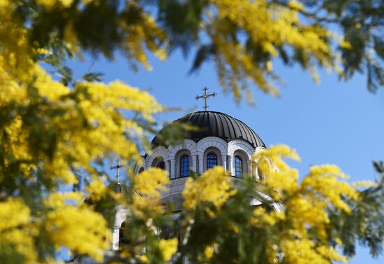 Russia Environment Mimosa Bloom