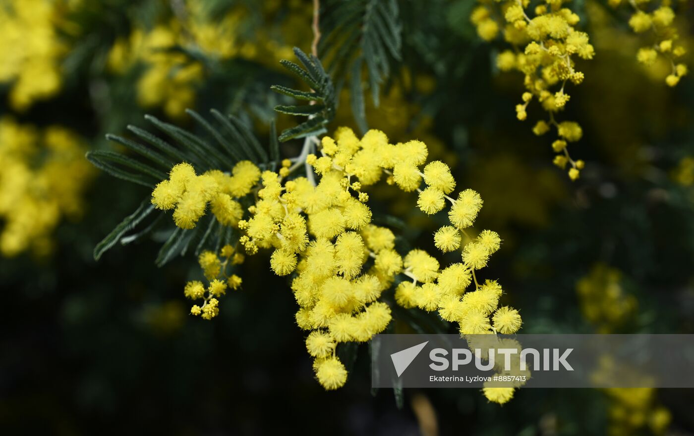 Russia Environment Mimosa Bloom