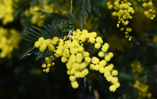 Russia Environment Mimosa Bloom