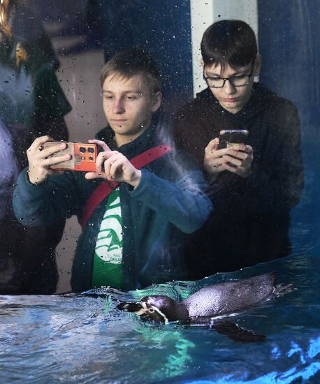 Russia Primorsky Aquarium Penguins