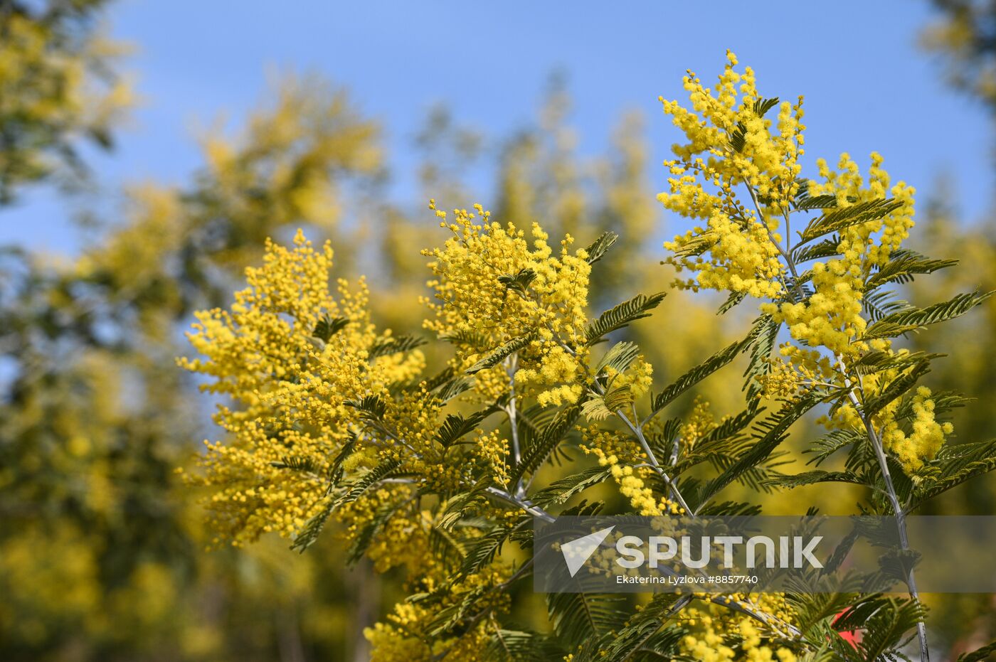 Russia Environment Mimosa Bloom