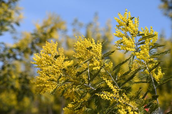 Russia Environment Mimosa Bloom