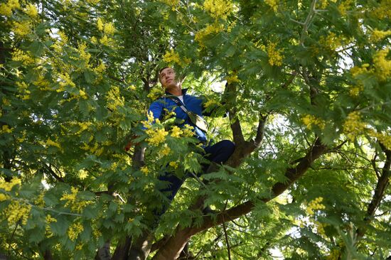 Russia Environment Mimosa Bloom