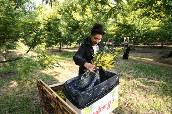 Russia Environment Mimosa Bloom