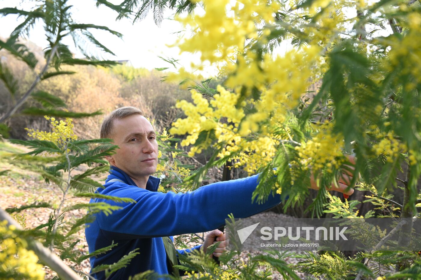 Russia Environment Mimosa Bloom