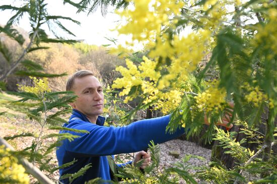 Russia Environment Mimosa Bloom