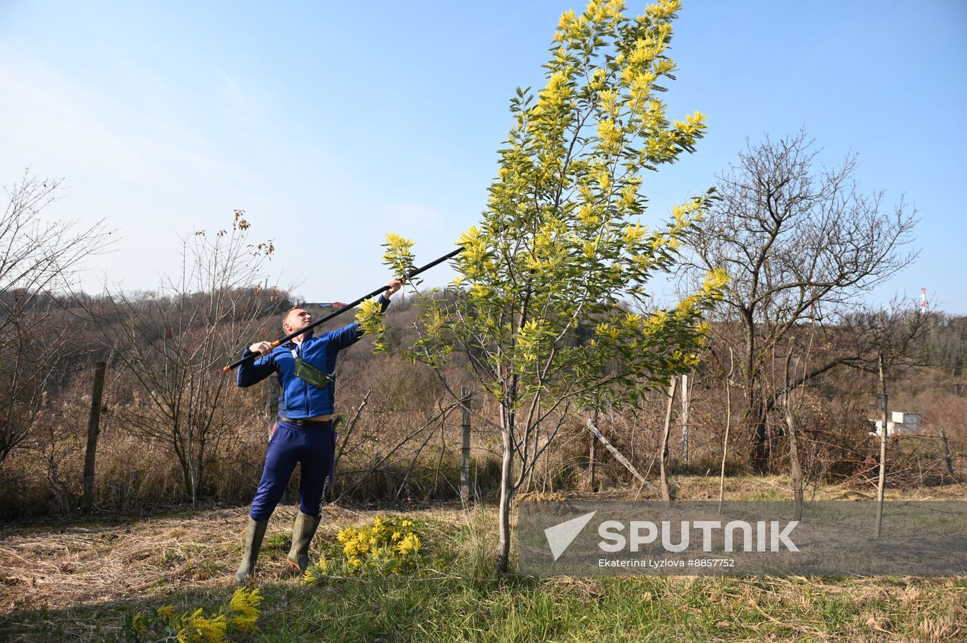 Russia Environment Mimosa Bloom