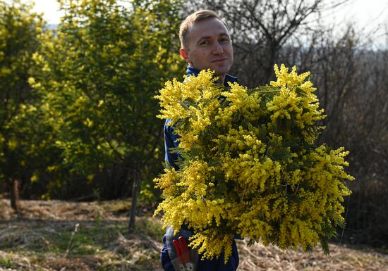 Russia Environment Mimosa Bloom