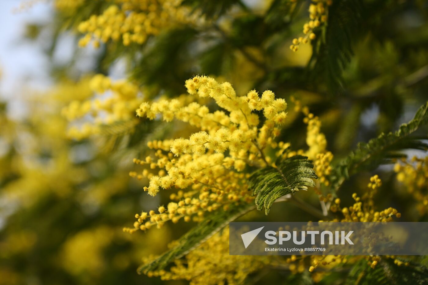 Russia Environment Mimosa Bloom