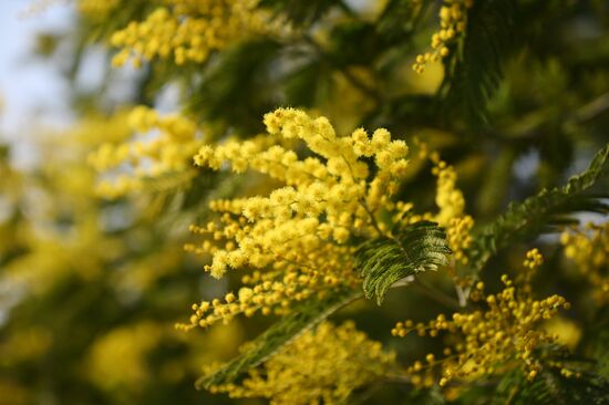 Russia Environment Mimosa Bloom