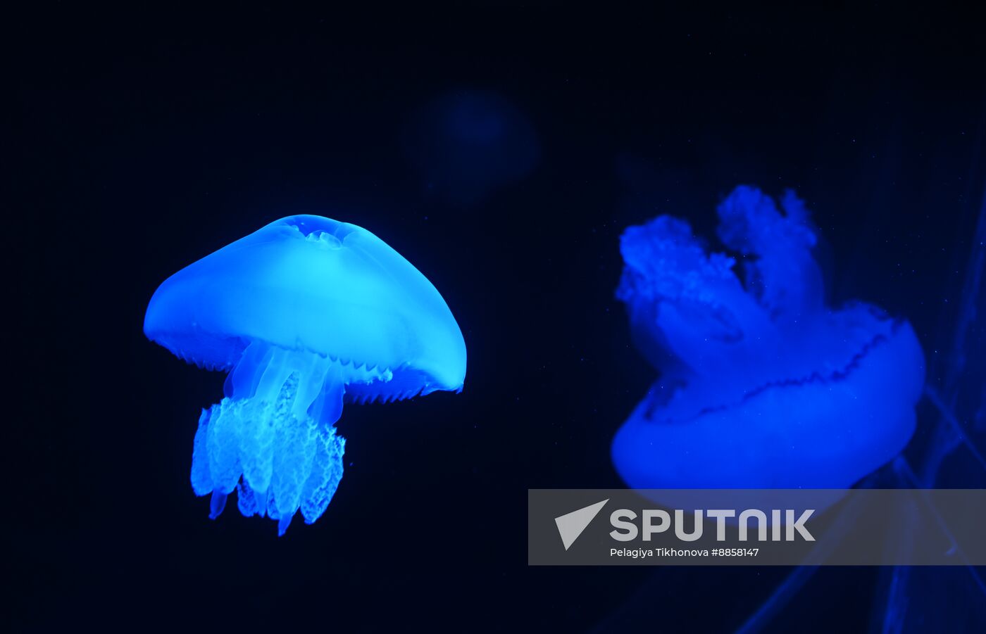 Russia Moskvarium Jellyfish