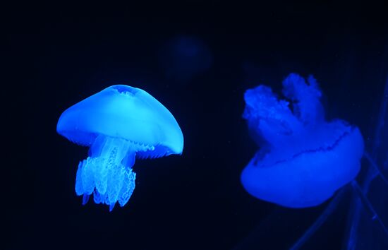 Russia Moskvarium Jellyfish