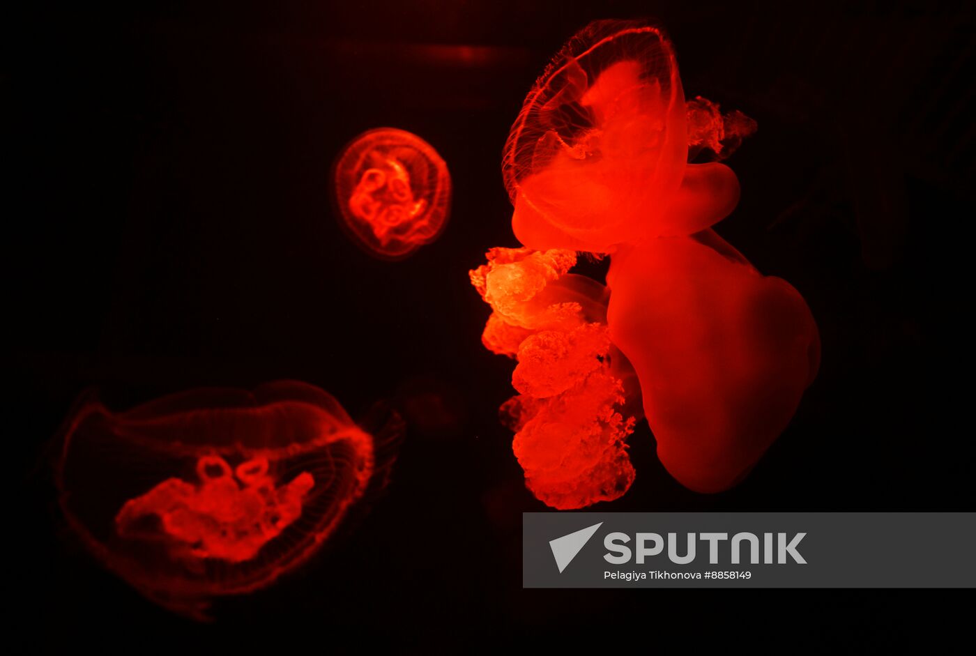 Russia Moskvarium Jellyfish