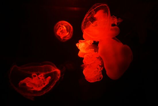 Russia Moskvarium Jellyfish