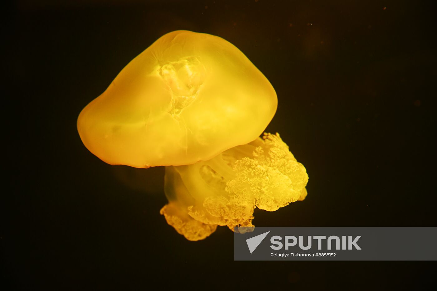 Russia Moskvarium Jellyfish