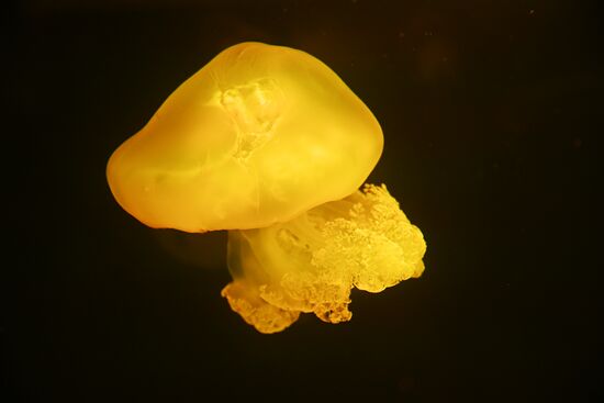 Russia Moskvarium Jellyfish