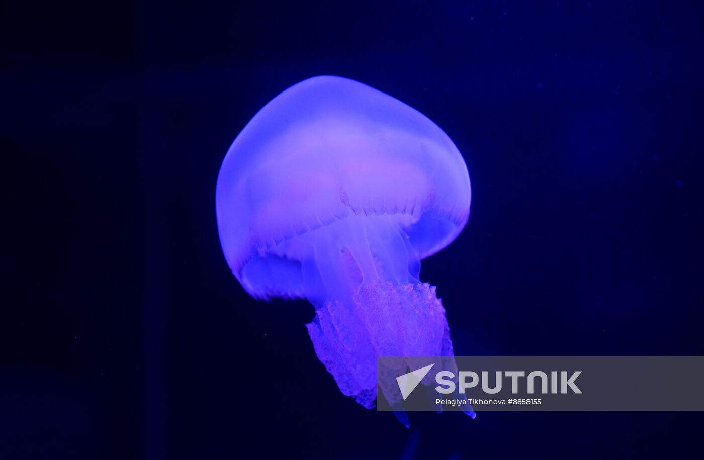 Russia Moskvarium Jellyfish