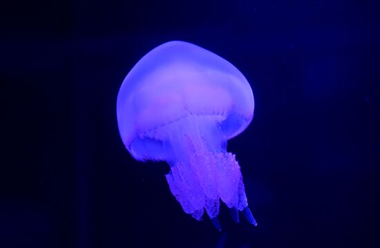 Russia Moskvarium Jellyfish