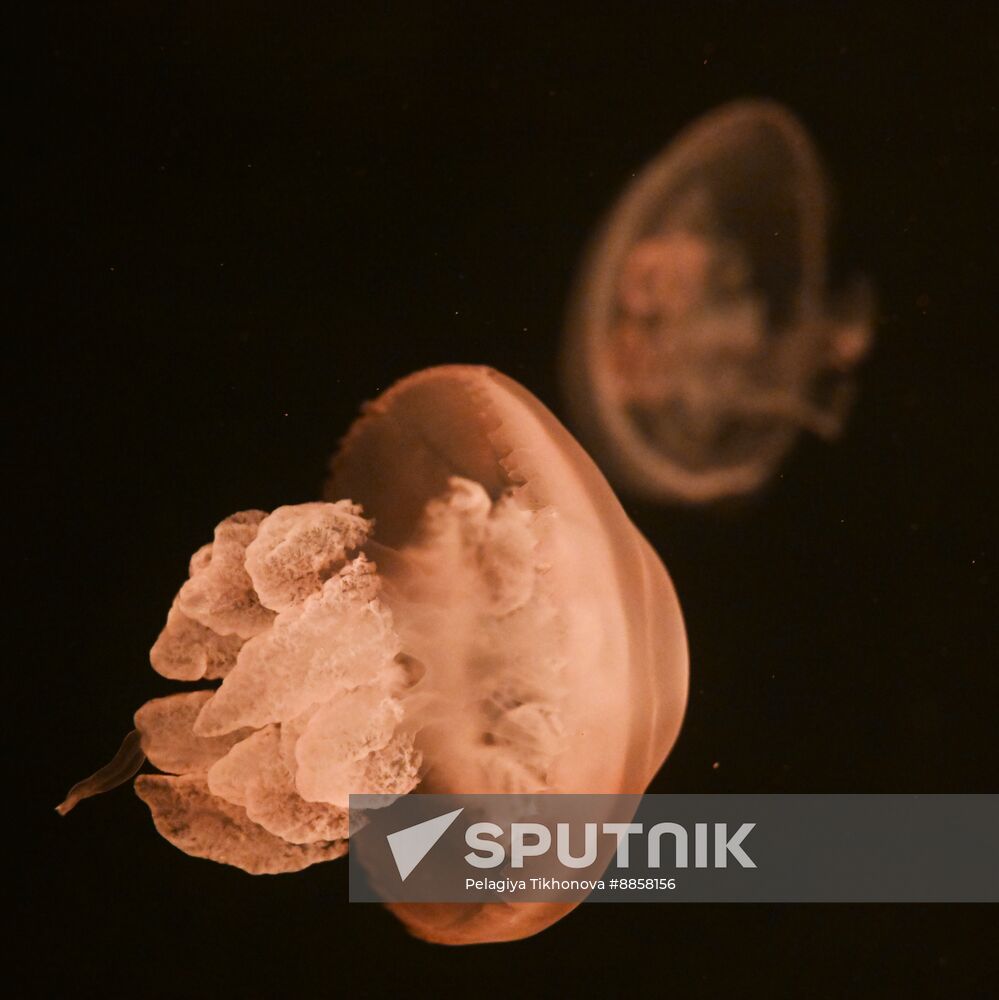 Russia Moskvarium Jellyfish